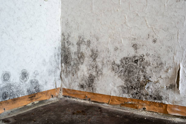  , USA Mold Removal Pros